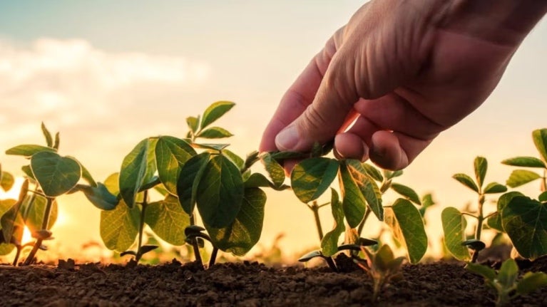 Hands and plants